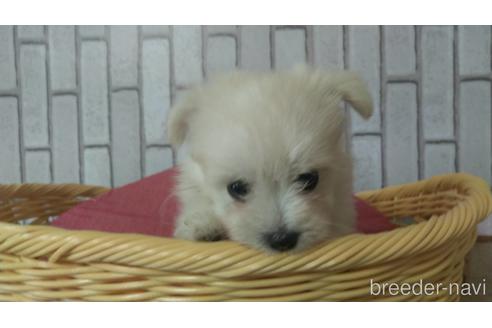 成約済の岡山県のミックス犬-139379の3枚目